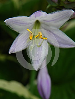 Perennial Hosta with yellow stamen closeup