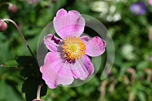 Perennial Japanese Anemone X September Charm Wildflower 'Eriocapitella hupehensis