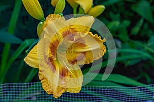 Perennial lemon yellow daylilies Hemerocallis