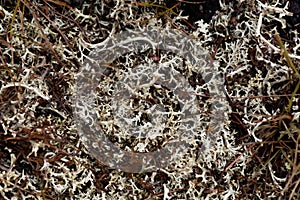 The perennial lichen Alectoria ochroleuca