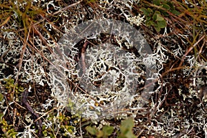 The perennial lichen Alectoria ochroleuca