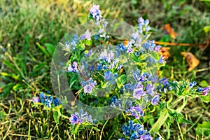 Perennial medicinal plant bruise ordinary on the field on a warm summer day