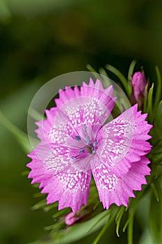 Perennial - Pink Dianthus species photo