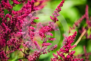 Perennial plant Astilbe arends is close