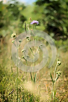 Perennial plant of field scabious