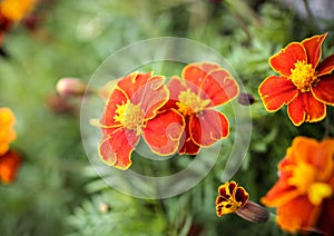 Perennial plant, marigolds