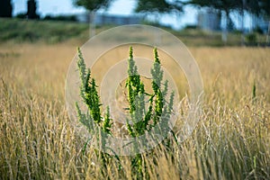 Perennial plant Rumex crispus