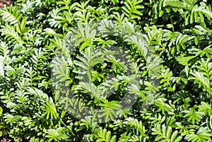 Perennial plant Silverweed Potentilla anserina