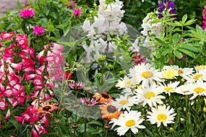 Perennial plants in the garden.