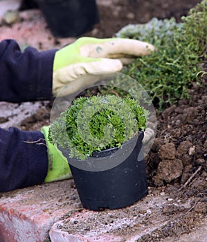 Perennial plants planting photo