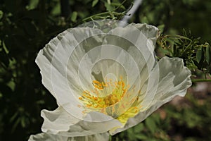 `Perennial Poppy` flower - Papaver Anomalum