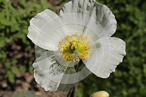 `Perennial Poppy` flower - Papaver Anomalum