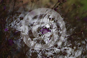 A perennial of a purple Gypsophila muralis ( field gypsophila )