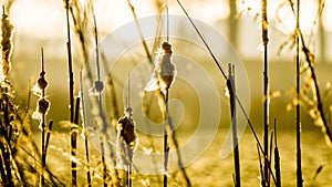 Perennial reed stems in yellow morning light