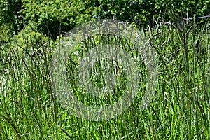 Perennial Rye Grass - Lolium perenne, Norfolk, England, UK photo