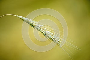 Perennial rye, old rye