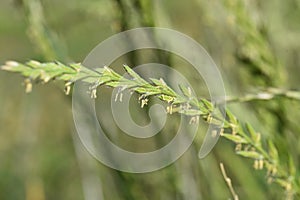 Perennial ryegrass flowers.