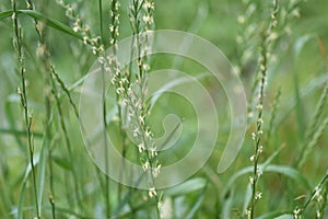 Perennial ryegrass flowers.