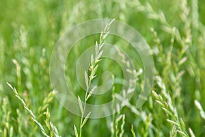 Perennial ryegrass Lolium perenne L.