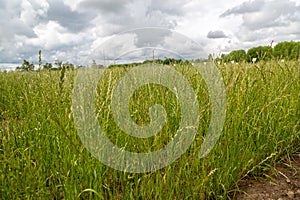 Perennial ryegrass Lolium perenne L. photo