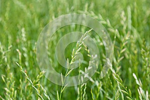 Perennial ryegrass Lolium perenne L. photo