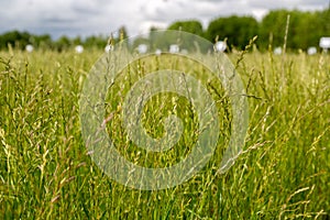 Perennial ryegrass Lolium perenne L. photo