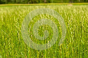 Perennial ryegrass Lolium perenne L. photo