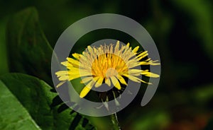 Perennial sow thistle