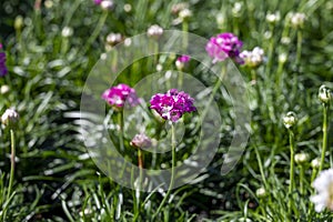 Perennial spring pink flowers for the garden for sale in garden shop