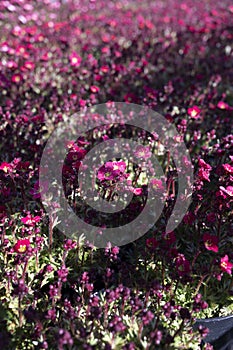 Perennial spring red flowers for the garden for sale in garden shop