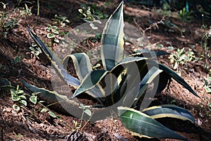 Perennial variegated agave americana