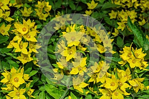 Perennial wildflowers the Dotted Loosestrife or Large Loosestrife or Circle flower Latin: Lysimachia punctata is a flowering