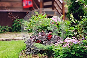 Perennials combination in summer garden with heucheras and hostas photo