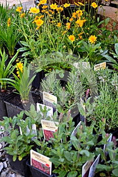 Perennials in the pots