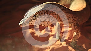 Perentie lizard head close up