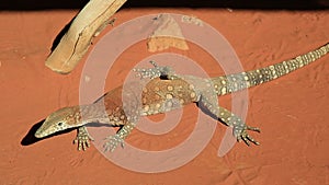 Perentie Varanus giganteus