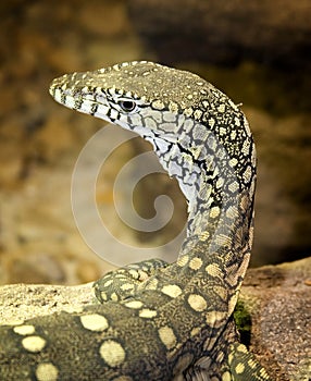 Perenties lizard photo