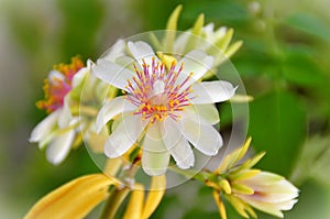 Pereskia aculeata flower beautifying the garden