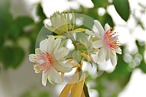 Pereskia aculeata flowers in the backyard