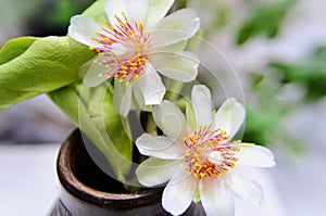 Pereskia aculeata flowers in vase