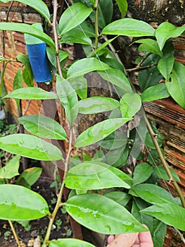 Pereskia aculeata, ora-pro-nobis, in a vase in a house.