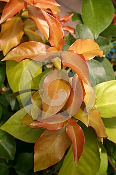 Pereskia sp., young red cactus leaves from botanical garden collection, Close-up