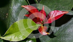 Pereskia weberiana, Close-up, young red cactus leaves from botanical garden collection