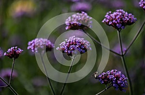 Perez`s sea lavender flowers background.