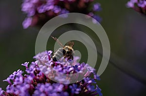 Perez`s sea lavender flowers background.