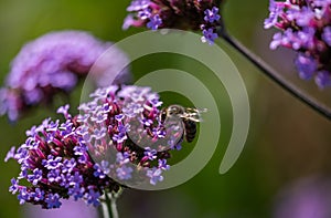 Perez`s sea lavender flowers background.