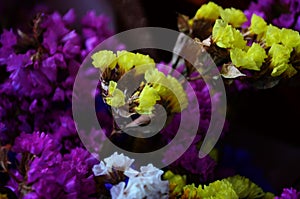 Perez` s sea lavender, seafoam statice.Scientific name: Limonium perezii