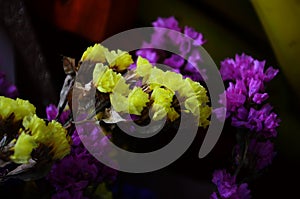 Perez` s sea lavender, seafoam statice.Scientific name: Limonium perezii