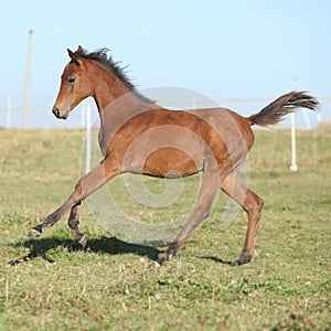 Perfect arabian horse foal running on pasturage