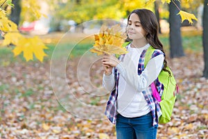 Perfect autumn day of cheerful girl with school bag gathering maple leaves in fall season park in good weather, beauty